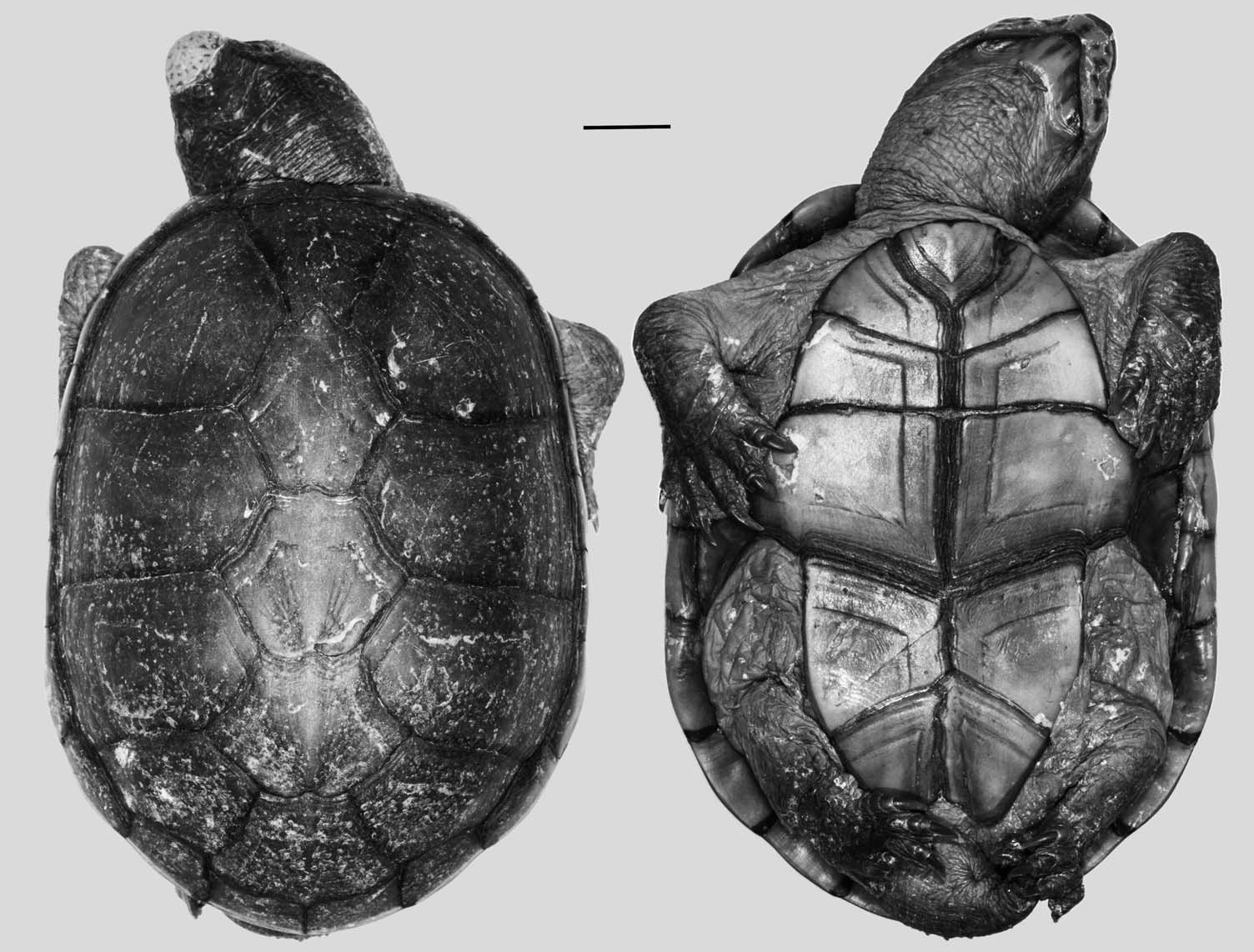 Sciency Thoughts Kinosternon vogti A new species of Mud Turtle from