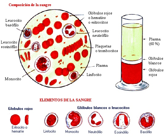 Los Globulos Rojos