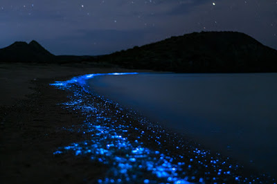 Existen en todo el mundo playas donde se puede experimentar el fenómeno de la bioluminiscencia