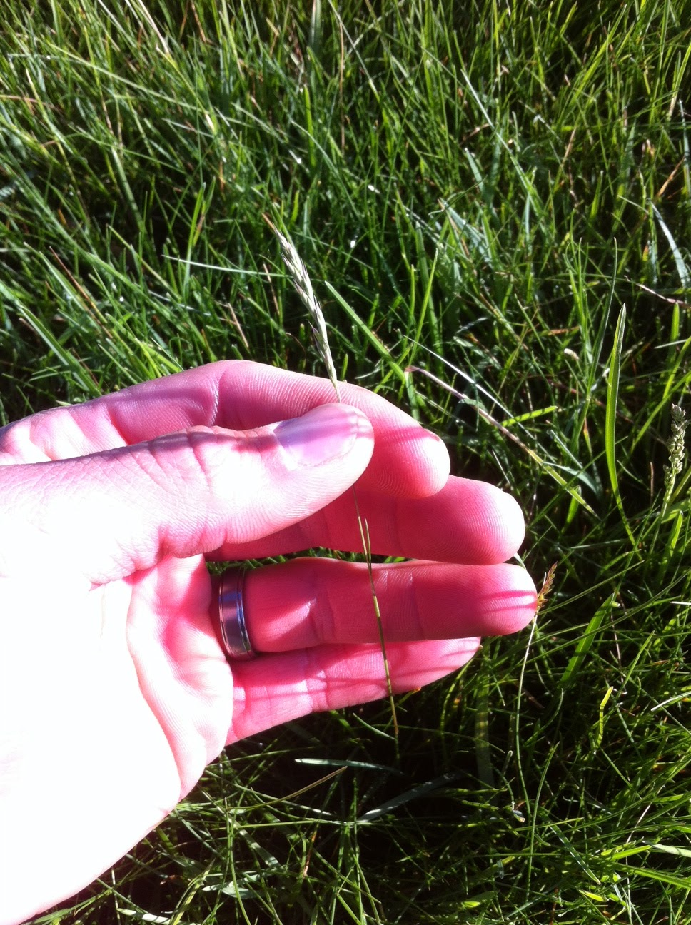Walnut Creek Country Club Fescue Seed Heads