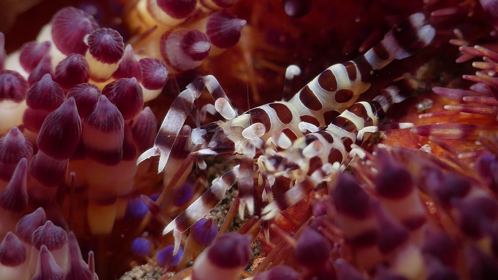 FOSSIL HUNTRESS PERICLIMENES COLEMANI