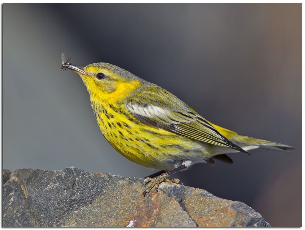 Owls & Others of Essex, MA: Cape May Warbler