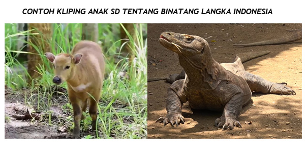 18+ Nama nama hewan langka di indonesia update 
