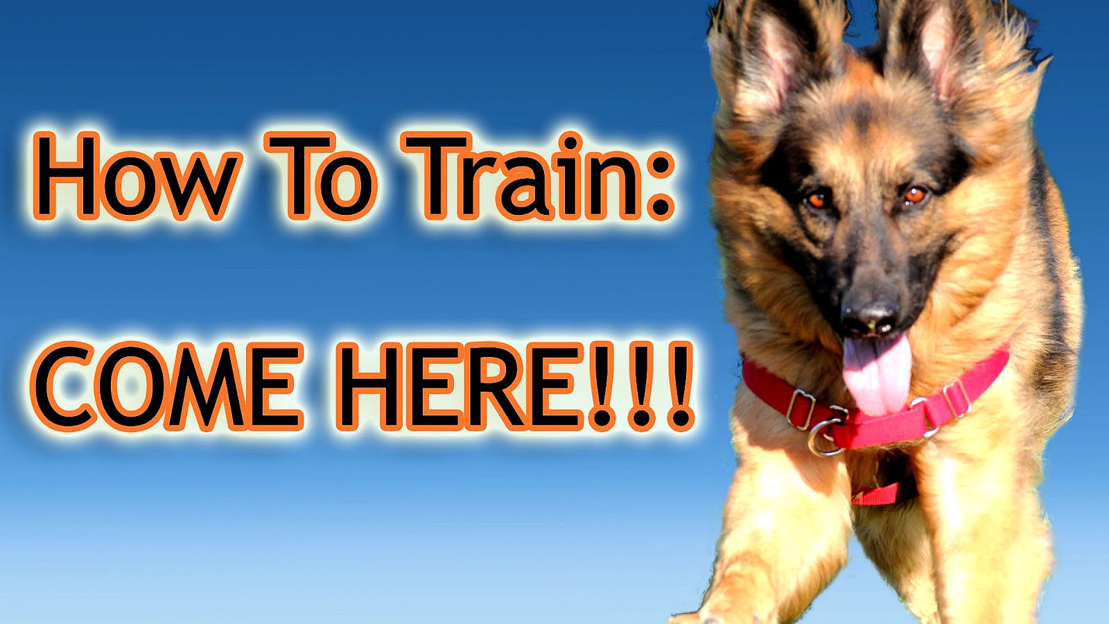 How To Learn Dog Training Learning Learning Choices