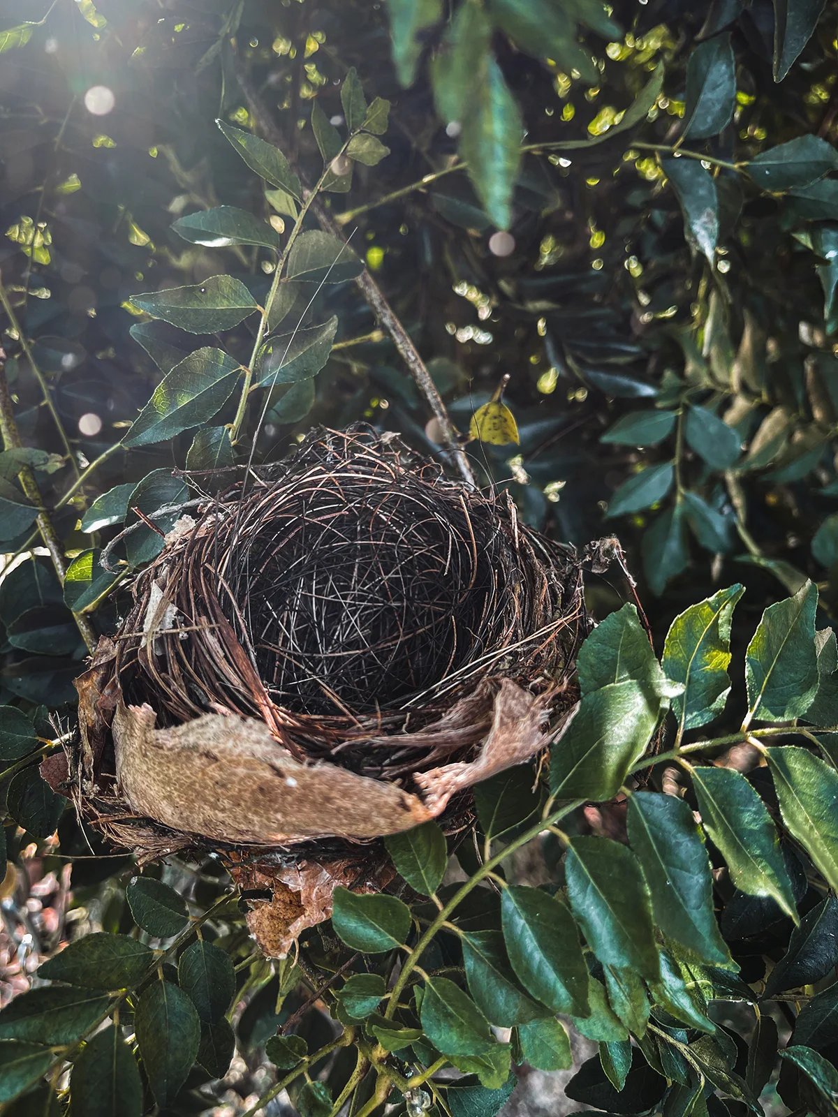 sarang burung di celah daun kari