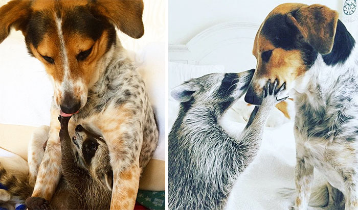 50 Heart-Warming Photos of Animals Growing Up Together - Oreo And Pumpkin Always Had A Special Bond 50 Heart-Warming Photos of Animals Growing Up Together - Oreo And Pumpkin Always Had A Special Bond