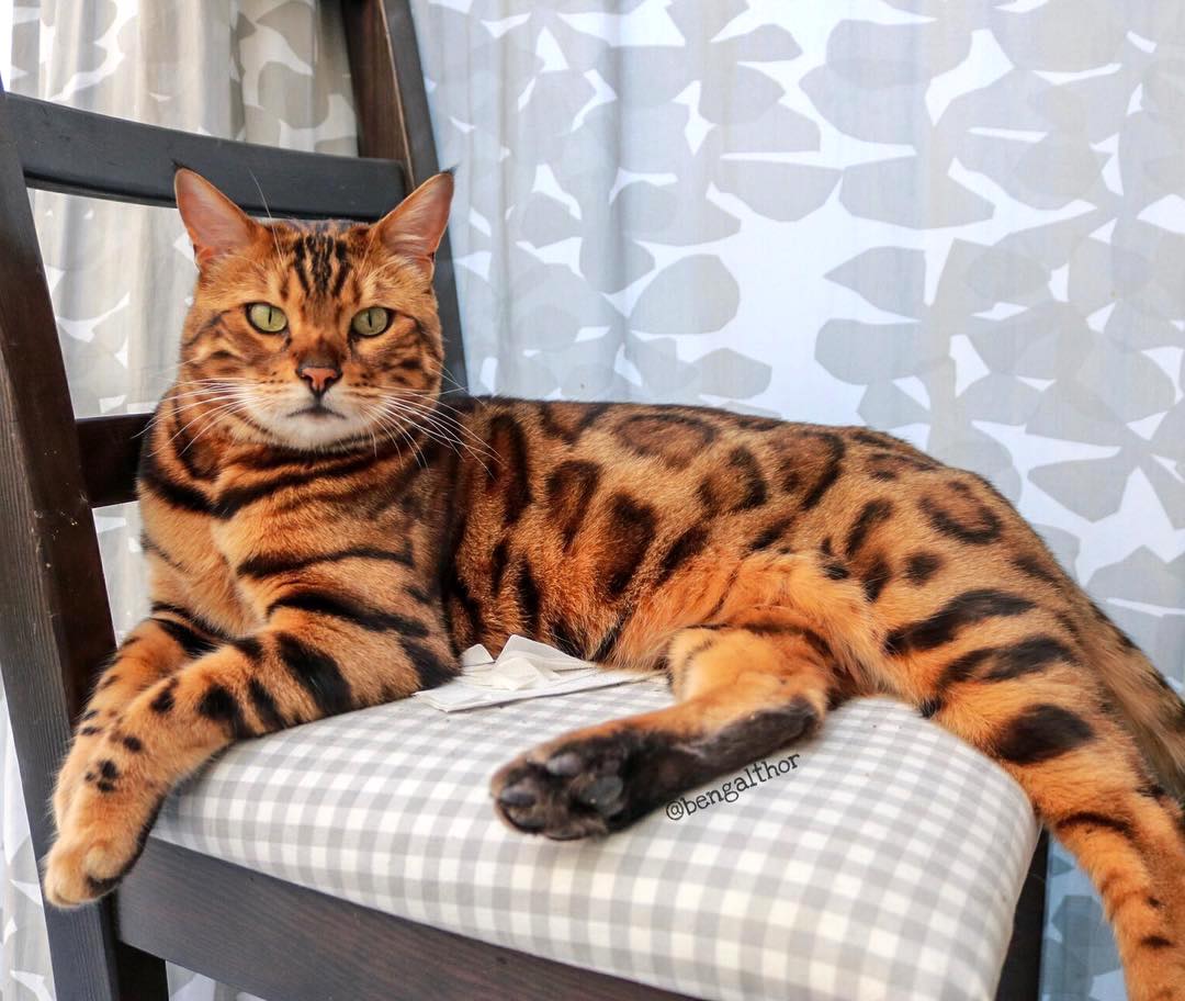 Бенгальская кошка размер. Бенгальский кот. Кошки бенгальской породы. Кот бенгал бенгальский. Бенгальская кошка домашняя Bengal Cat.