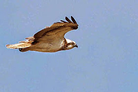 Pandion haliaetus, bird, flying