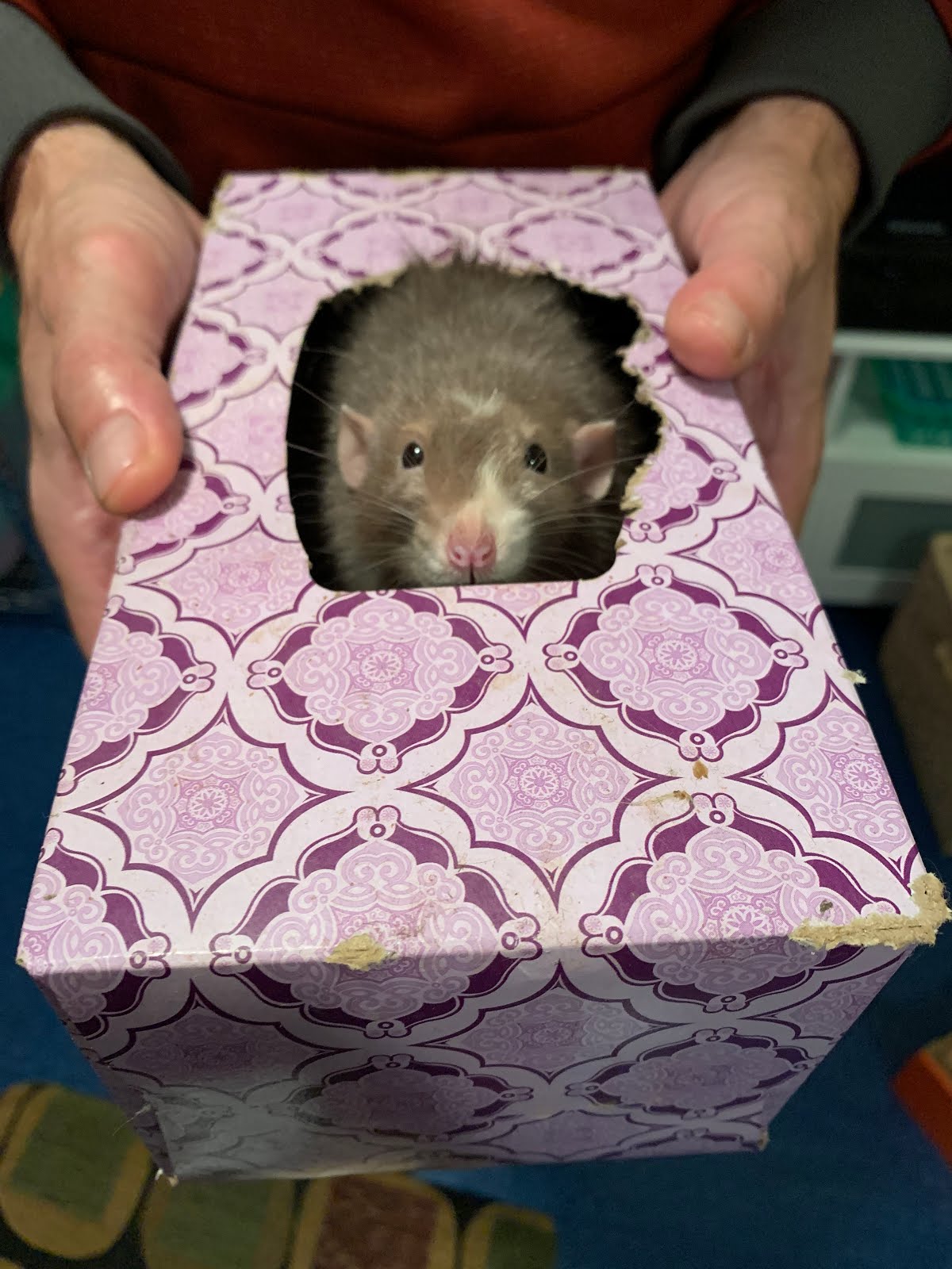 Portdaddia Rats Love Hide and Seek Scientists Prove What We Already Knew