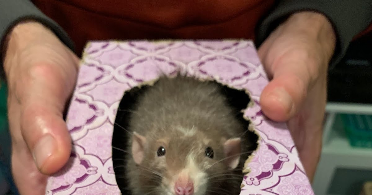 Portdaddia Rats Love Hide and Seek Scientists Prove What We Already Knew