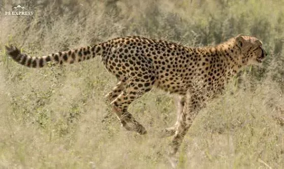 Cheetah