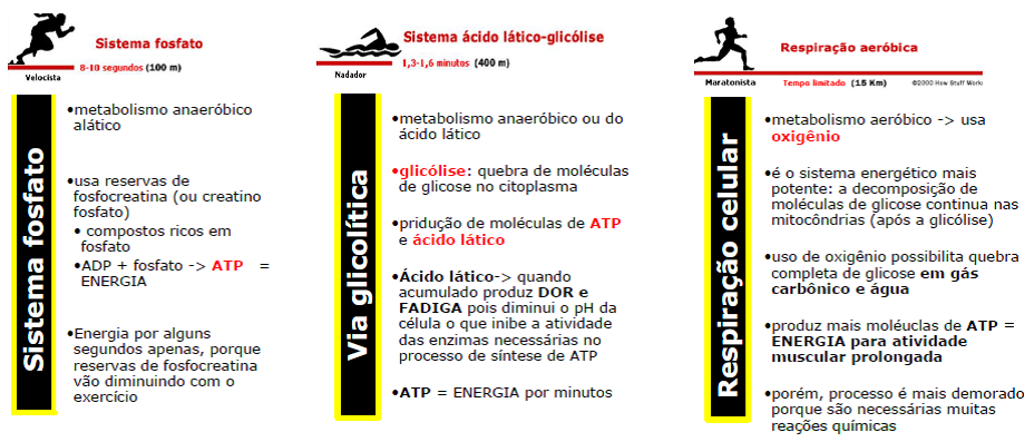 Estilo de vida con metabolismo esquema