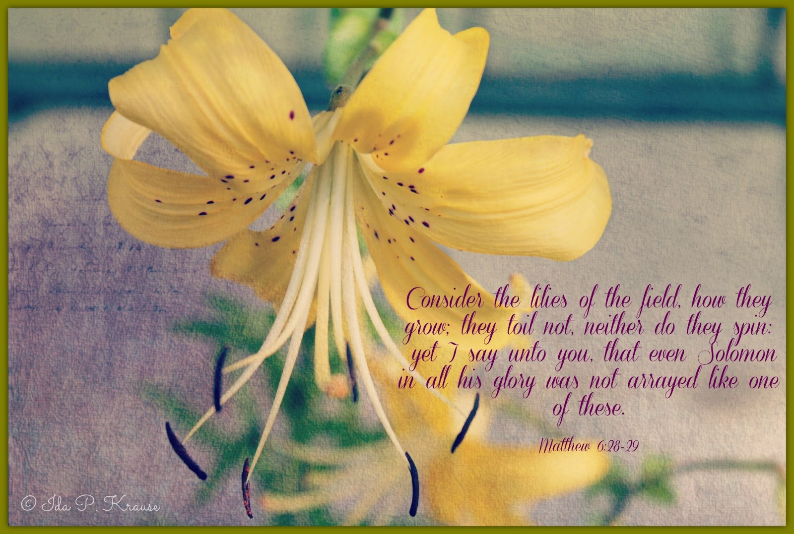 Wishes, Dreams & Other Things Tuesday Muse Lilies of the Field