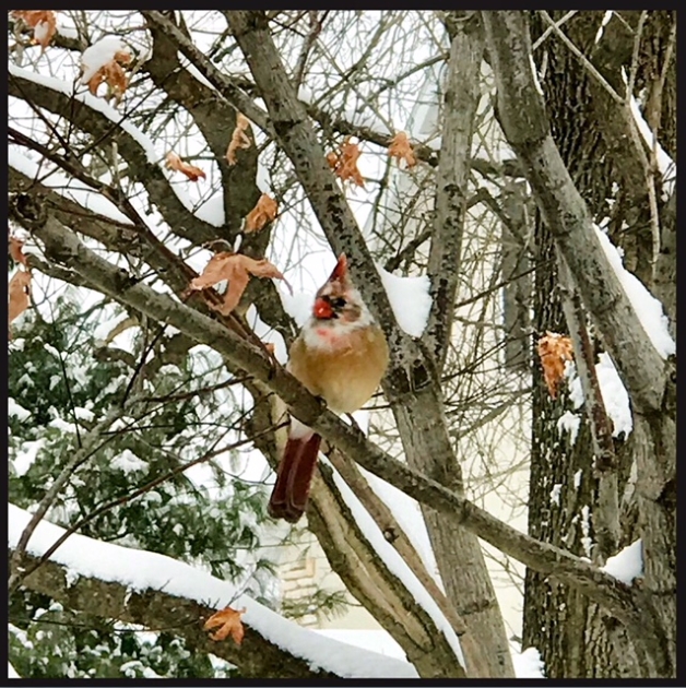 wild birds unlimited wild birds unlimited