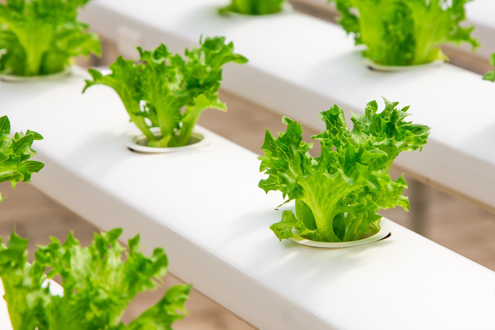 Understanding Electrical Conductivity (EC) of Hydroponics nutrient