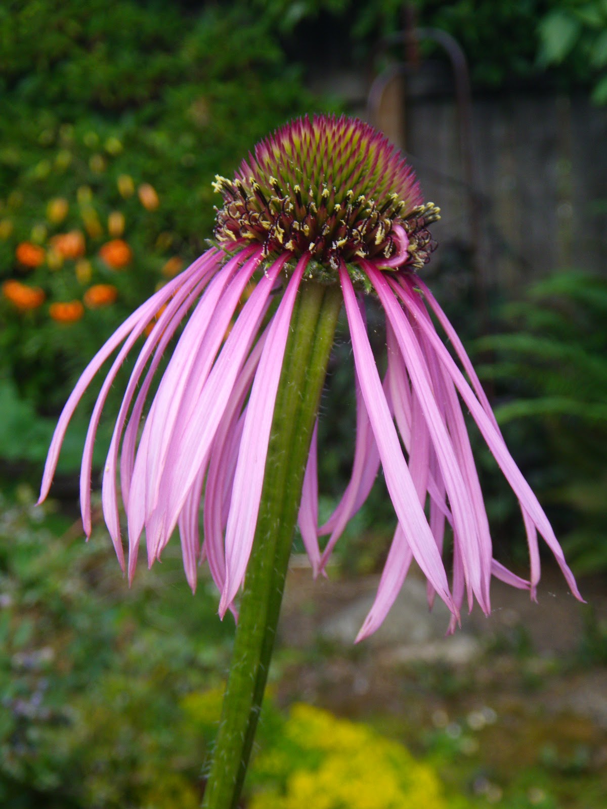 I'm In The Garden Today Echinacea (Cone Flower)