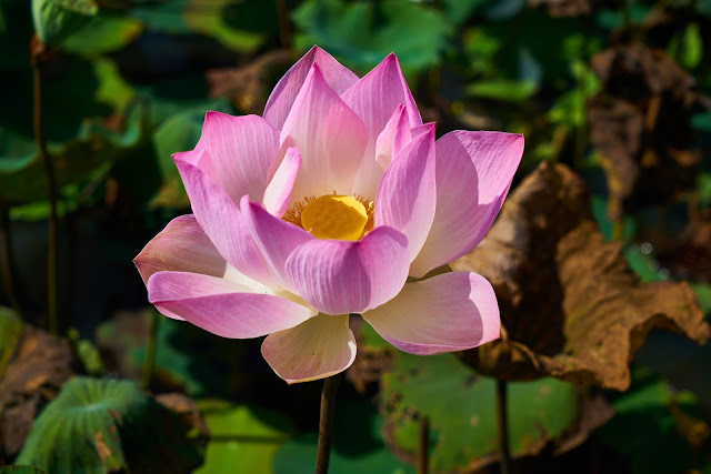 pink and yellow lotus