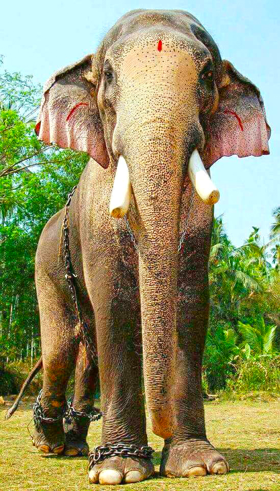 Thechikottukavu Ramachandran Hd Images Thechikottukavu Ramachandran Hd Photos Images Of Thechikottukavu Ramachandran Thechikottukavu ramachandran mashup |തെച്ചിക്കോട്ടുകാവ് രാമചന്ദ്രൻ. thechikottukavu ramachandran hd images