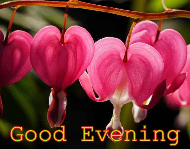 Good Evening Image HD Collection