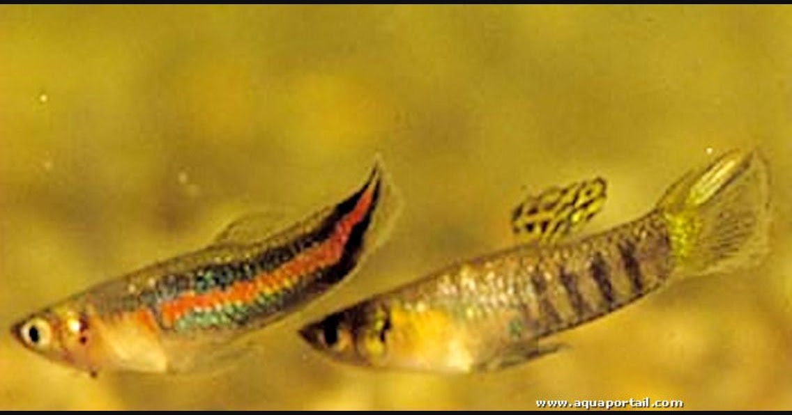 Aquarismo Real Poecilia Parae