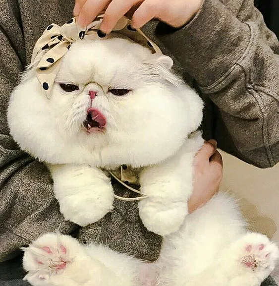 Picture of the round head and cheeks of a white Exotic Shorthair bred to extreme