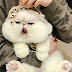 Picture of the round head and cheeks of a white Exotic Shorthair bred to extreme
