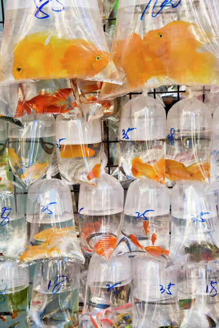 Catch a glimpse of the Goldfish Market