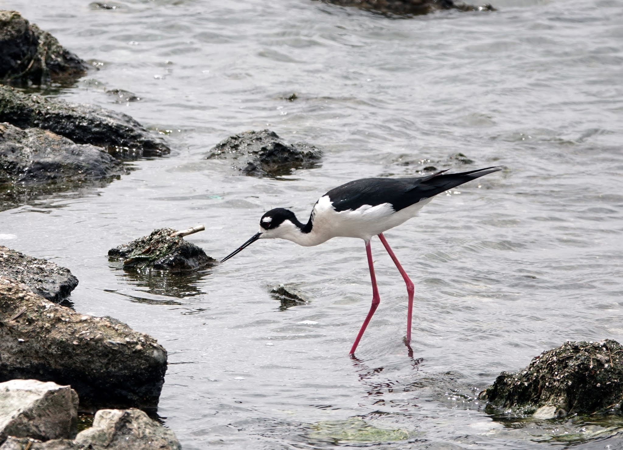 Recent Sightings: Black-necked Stilts at the Wastewater Friday