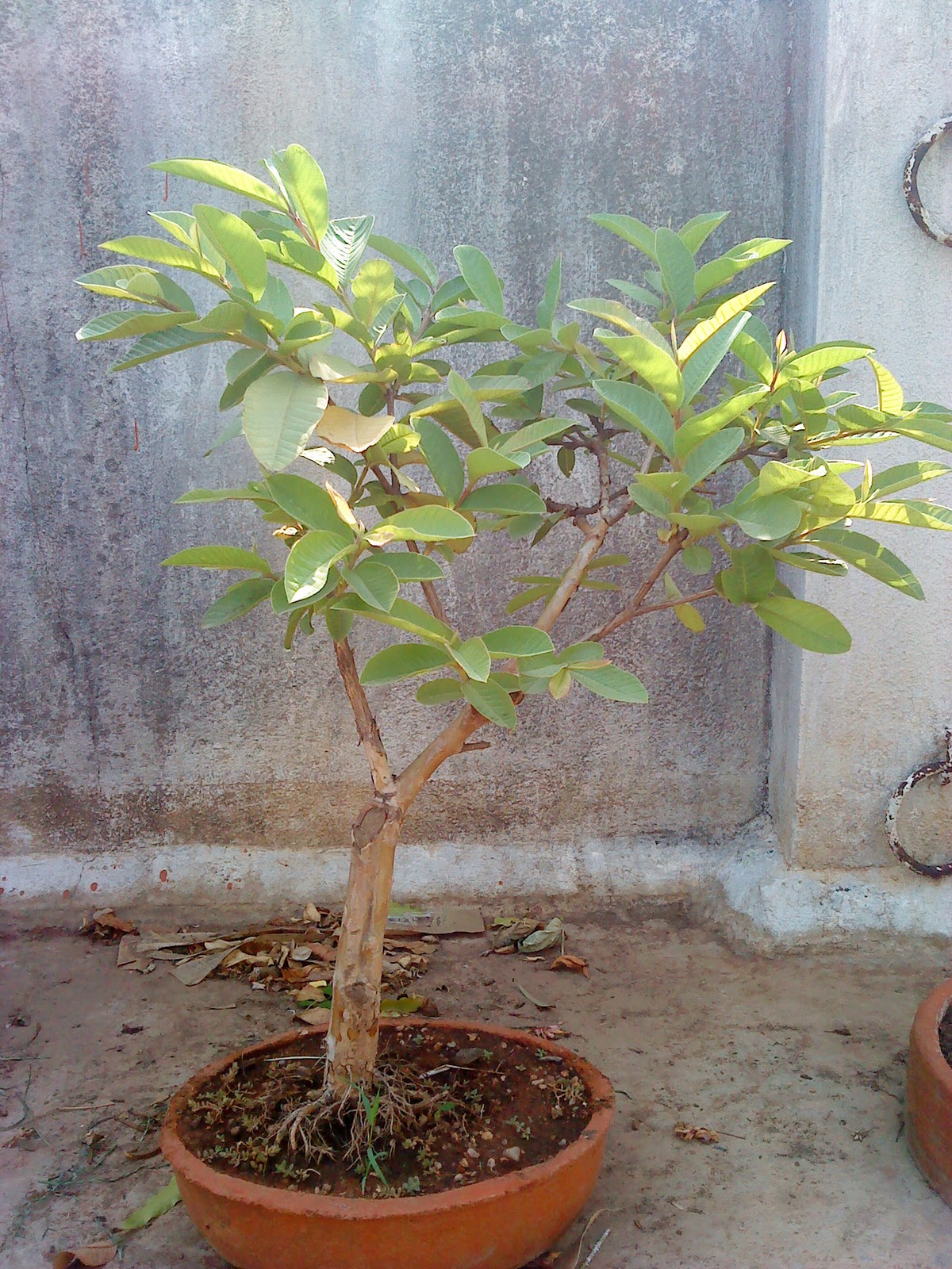 Indian Bonsai The twin brothers Guava tree update