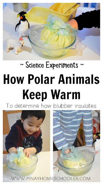 How Polar Animals Keep Warm Experiment