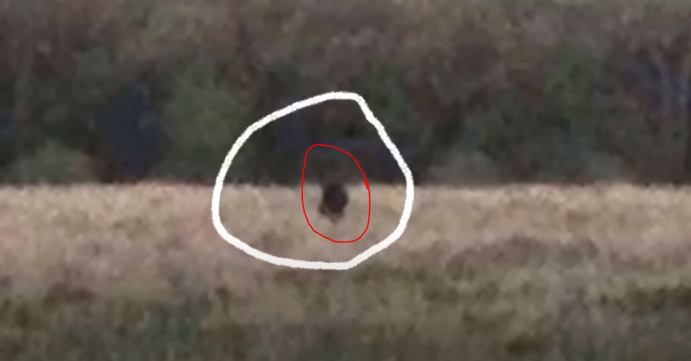 RMSO Bigfoot: Skunk Ape Myakka Video Florida Bigfoot