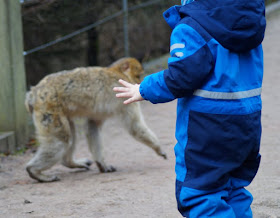 Tierpark Neumünster Kinder Familie Herbst Winter Frühjahr Berberaffen Freigehege Affen