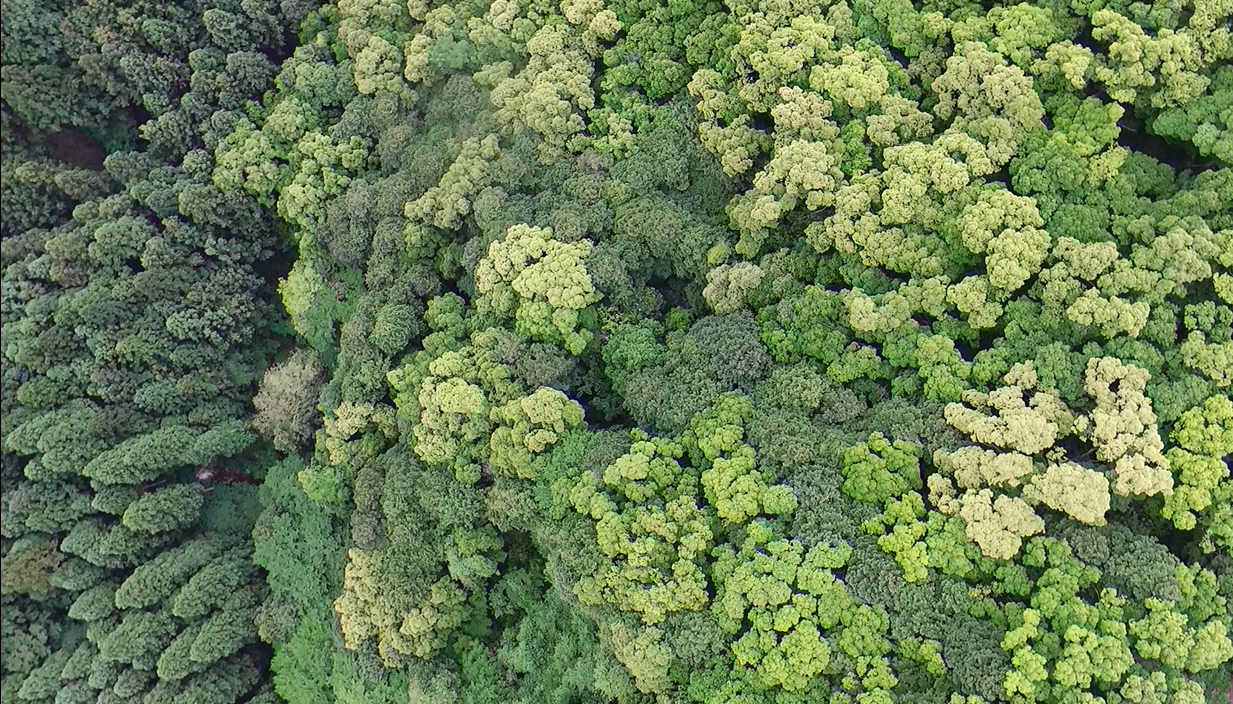 研究によると、猫を愛する人は賢いと言われています。同意しますか?