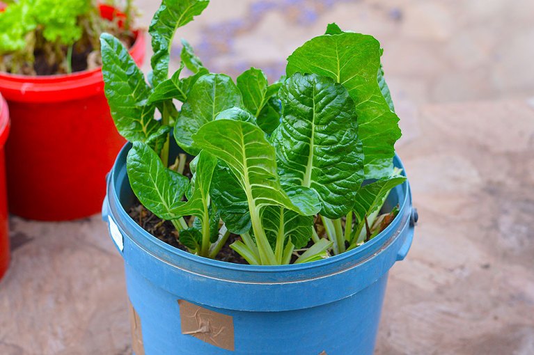 Awe Olufunso Plant African spinach (Efo Tete) a Container.