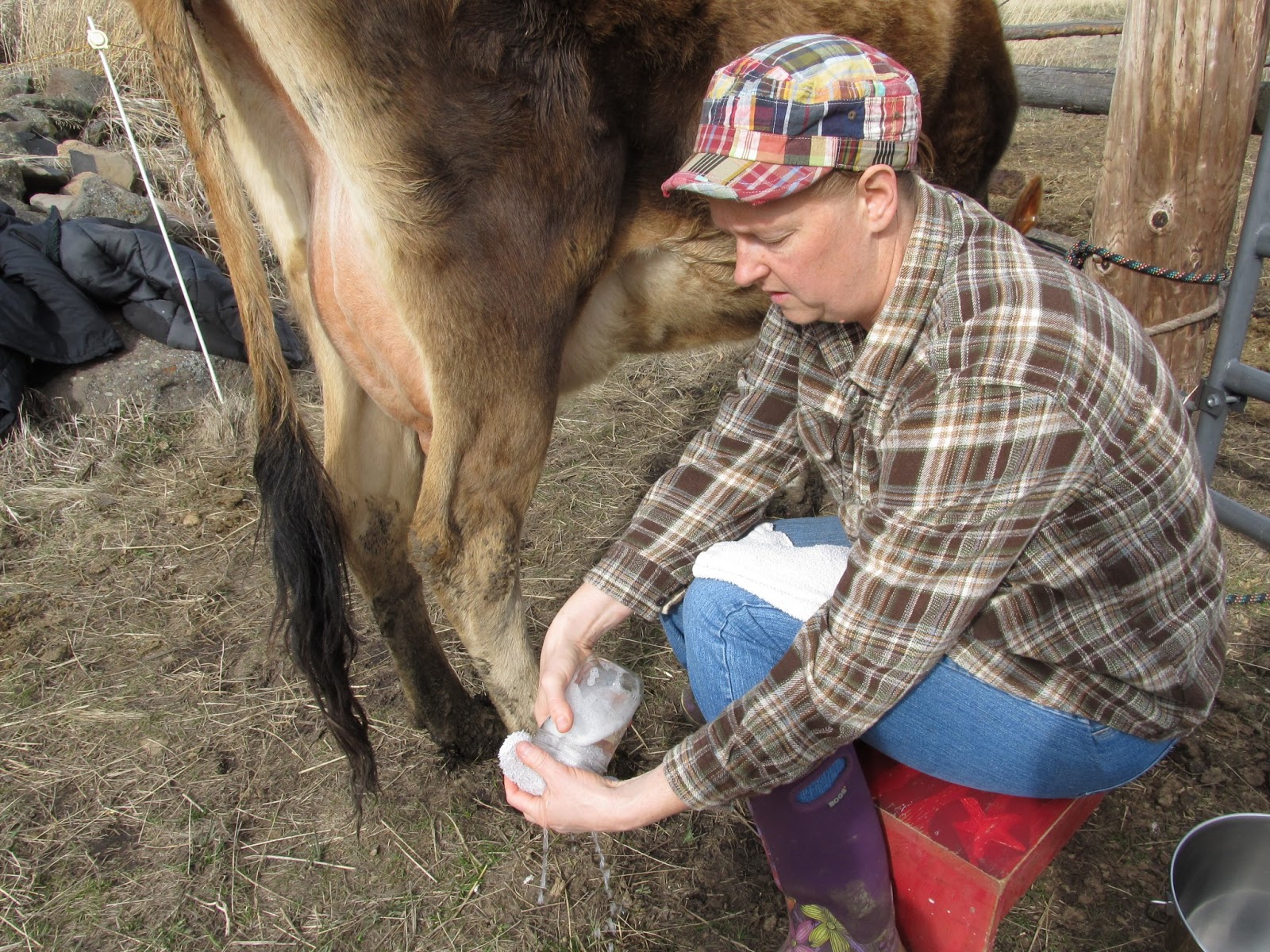 Homestead Wannabes Learning to Milk a Cow and Homemade Cough Drops