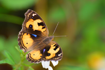 Junonia hierta Junonia hierta