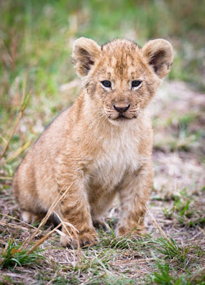 Lion Images Lion Images