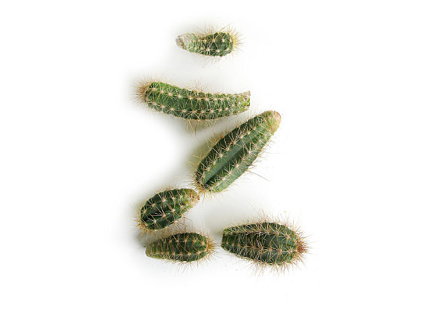 cactus alphabet
