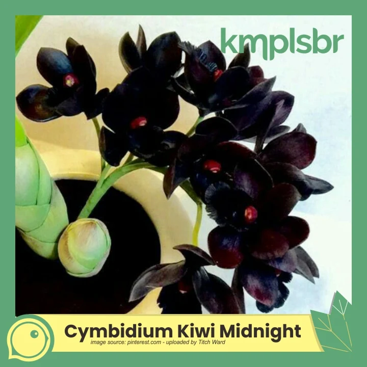 Bunga anggrek mahal cymbidium kiwi midnight