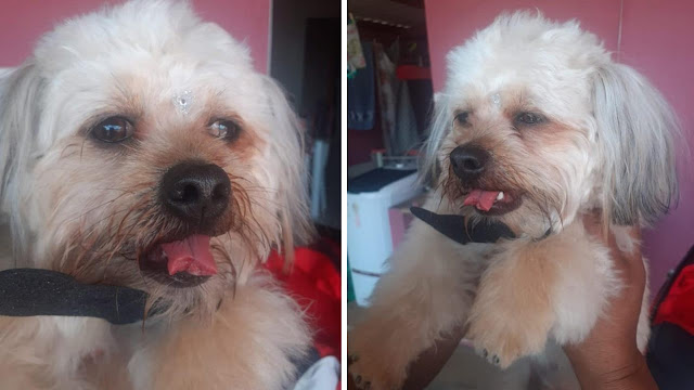 Em Quatá / Mulher denuncia clínica veterinária após cachorro voltar com a língua cortada