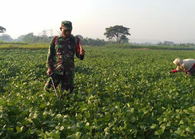 Babinsa Koramil 20 Cawas Dampingi Petani Penyemprotan Kedelai