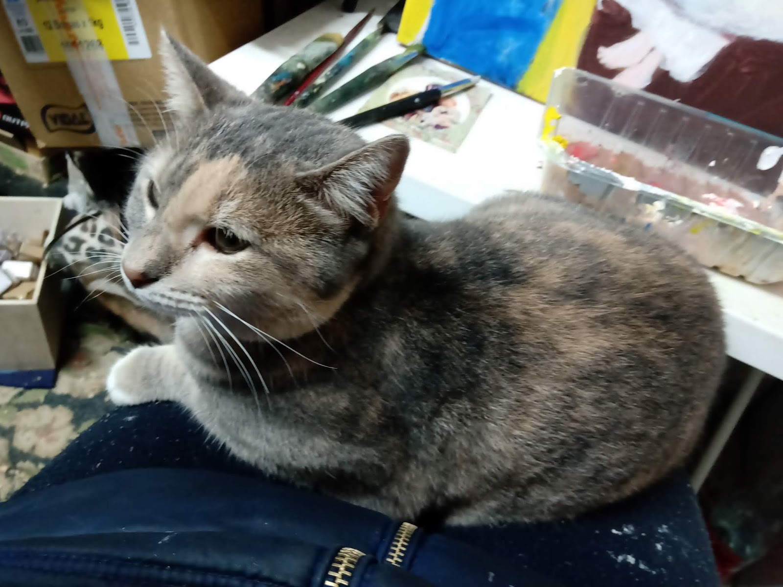 Livro "Bia por um triz" Quanto custa ter um gato?