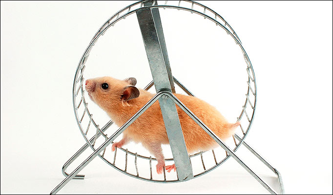 hamster+Wheel.jpg
