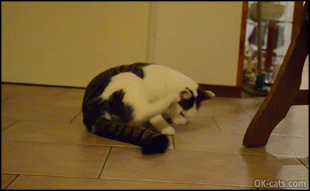 Hilarious Cat GIF • Amazing cat learns how to do purrfect somersaults and won't stop doing them again and again [ok-cats.com]