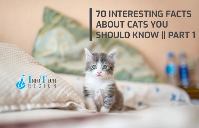 Top 70 fun facts about Cats you should know | Part 1 