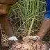 BABY BOY PULLED OUT ALIVE FROM SHALLOW GRAVE THREE DAYS AFTER HIS MUM BURIED HIM