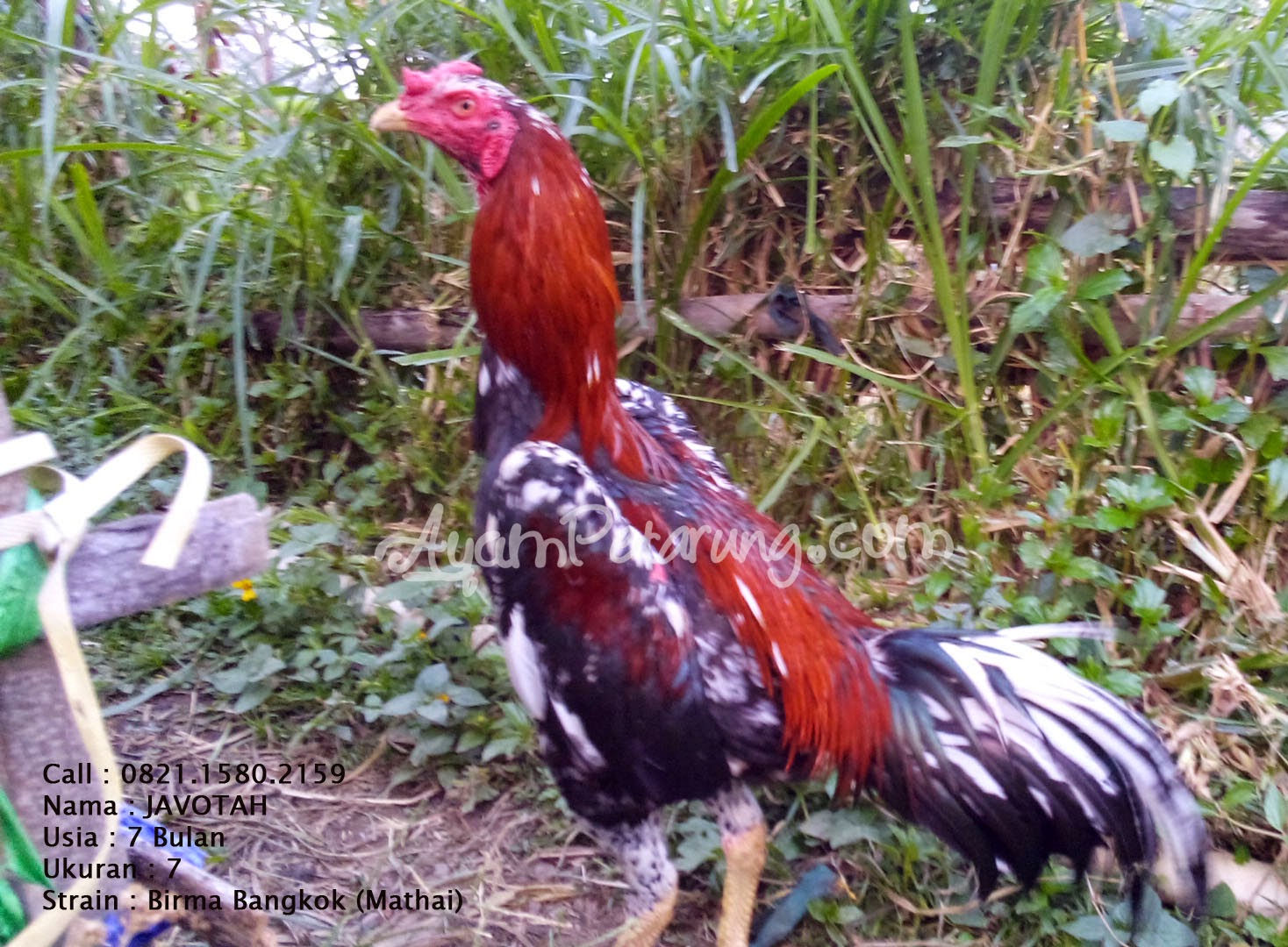  Gambar  Peternakan Ayam  Birma Kaisar Import  Gambar  Mathai 