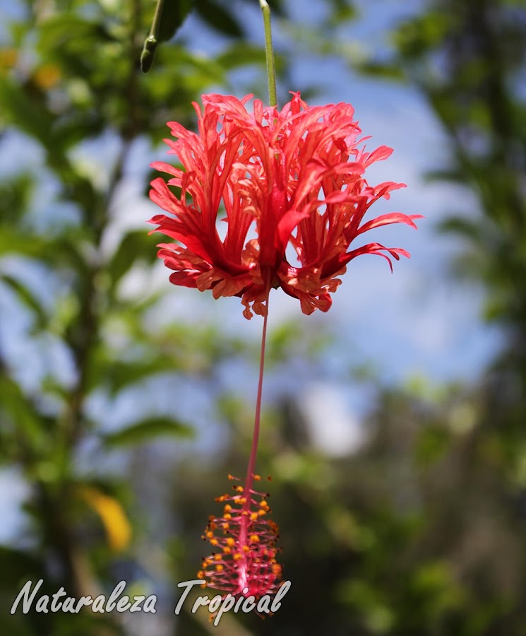 Flor del arbusto trepador Hibiscus schizopetalus