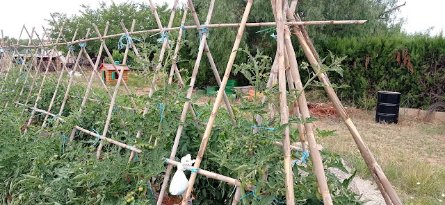 Tutorado de tomates. Cabaña india.