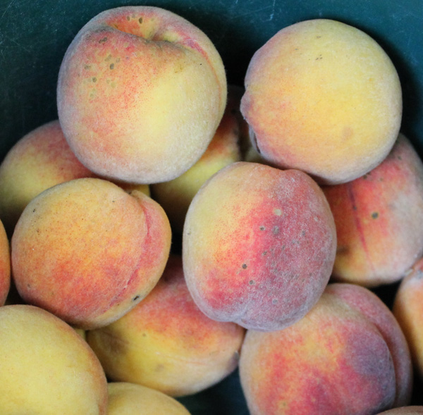 Antiquity Oaks Peaches!